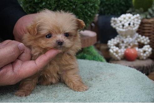 成約済の京都府のミックス犬-64101の2枚目