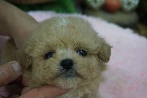 成約済の京都府のミックス犬-64102の1枚目