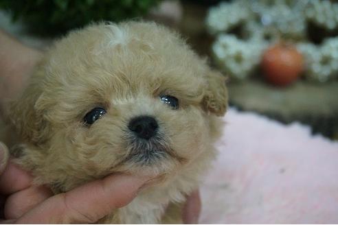 成約済の京都府のミックス犬-64102の3枚目