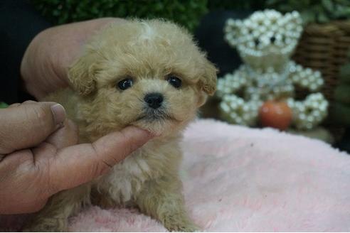 成約済の京都府のミックス犬-64102の2枚目