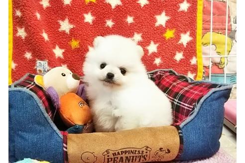 成約済の秋田県のポメラニアン-64122の5枚目