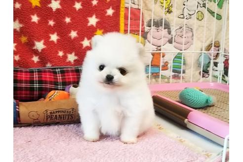 成約済の秋田県のポメラニアン-64122の4枚目
