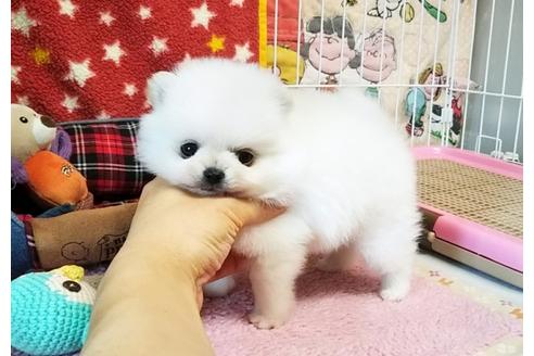 成約済の秋田県のポメラニアン-64122の2枚目