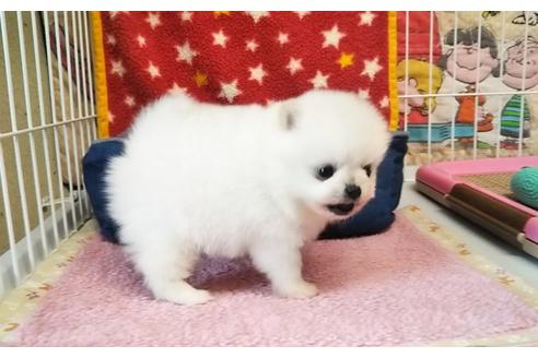 成約済の秋田県のポメラニアン-64122の1枚目