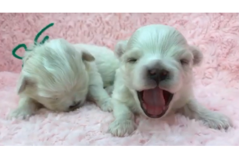 成約済の茨城県のマルチーズ-63669の18枚目