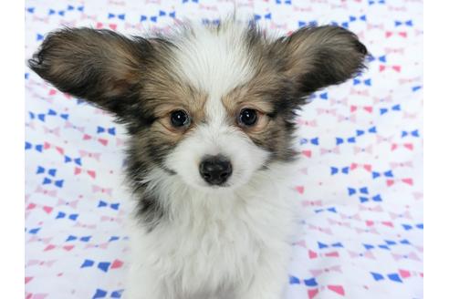 成約済の千葉県のパピヨン-61757の2枚目