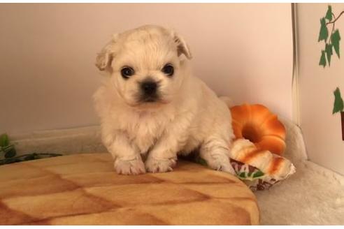 成約済の香川県のミックス犬-64150の8枚目
