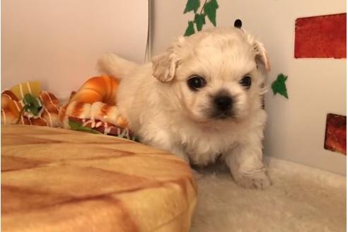 成約済の香川県のミックス犬-64150の7枚目