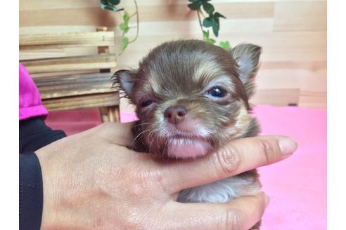 成約済の静岡県のチワワ(ロングコート)-64152の2枚目