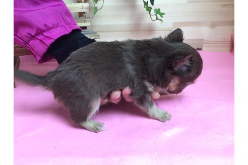 成約済の静岡県のチワワ(ロングコート)-64152の1枚目