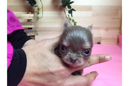 成約済の静岡県のチワワ(ロングコート)-64154の2枚目