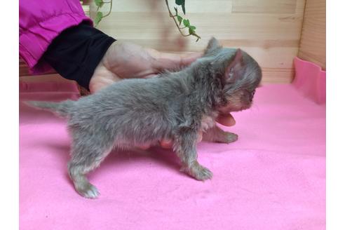 成約済の静岡県のチワワ(ロングコート)-64154の1枚目