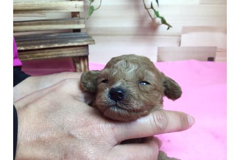 成約済の静岡県のトイプードル-64155の4枚目