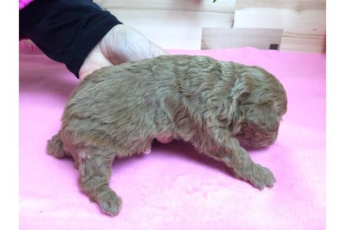 成約済の静岡県のトイプードル-64155の3枚目