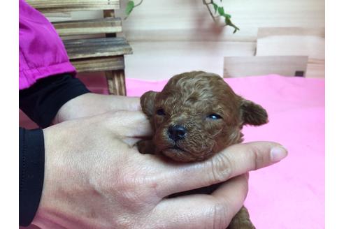 成約済の静岡県のトイプードル-64156の4枚目