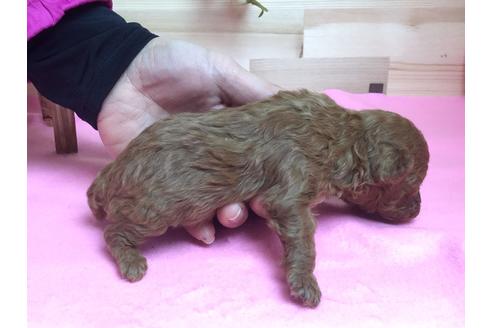 成約済の静岡県のトイプードル-64156の3枚目