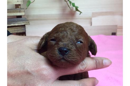 成約済の静岡県のトイプードル-64158の4枚目