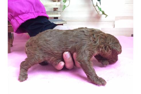 成約済の静岡県のトイプードル-64158の3枚目