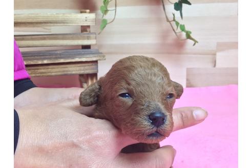 成約済の静岡県のトイプードル-64159の4枚目