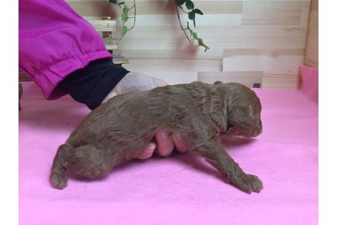 成約済の静岡県のトイプードル-64159の3枚目