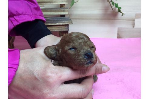 成約済の静岡県のトイプードル-64167の4枚目