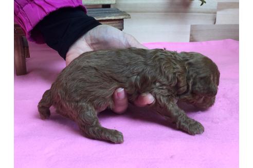 成約済の静岡県のトイプードル-64167の3枚目