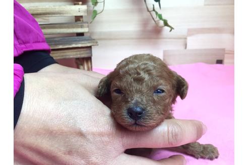 成約済の静岡県のトイプードル-64168の4枚目