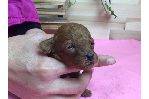 成約済の静岡県のトイプードル-64169の3枚目