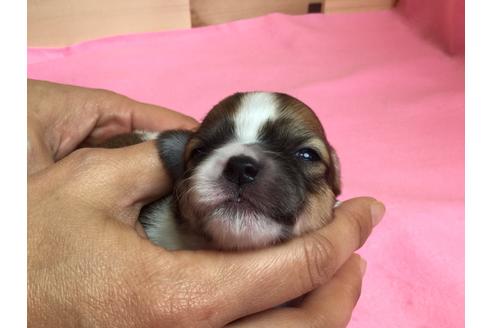 成約済の静岡県のチワワ(ロングコート)-64170の4枚目