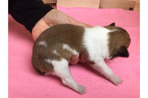 成約済の静岡県のチワワ(ロングコート)-64170の3枚目