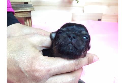 成約済の静岡県のチワワ(ロングコート)-64171の4枚目