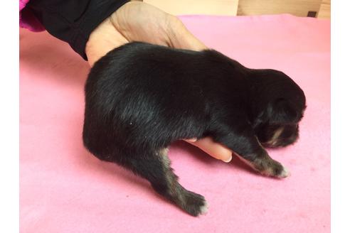 成約済の静岡県のチワワ(ロングコート)-64171の3枚目