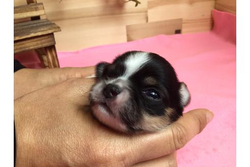 成約済の静岡県のチワワ(ロングコート)-64172の4枚目