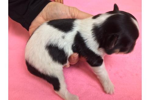 成約済の静岡県のチワワ(ロングコート)-64172の3枚目