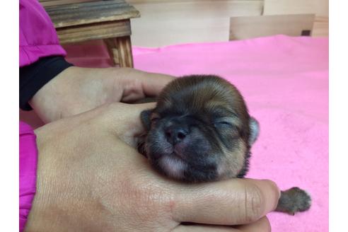 成約済の静岡県のチワワ(ロングコート)-64173の4枚目