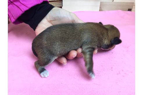 成約済の静岡県のチワワ(ロングコート)-64173の3枚目