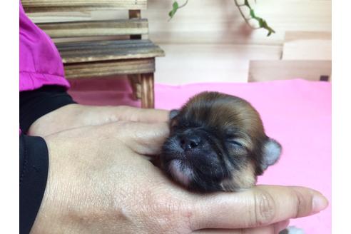 成約済の静岡県のチワワ(ロングコート)-64174の4枚目