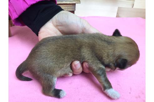 成約済の静岡県のチワワ(ロングコート)-64174の3枚目