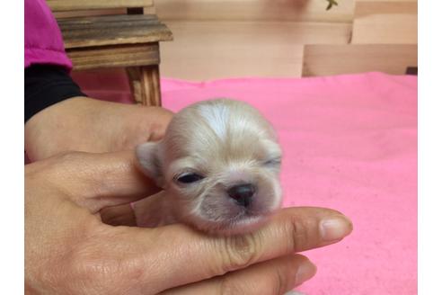 成約済の静岡県のチワワ(ロングコート)-64176の4枚目