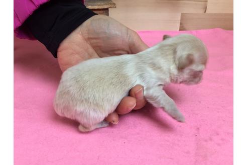 成約済の静岡県のチワワ(ロングコート)-64176の3枚目