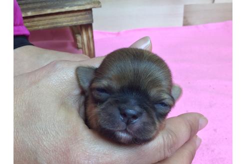 成約済の静岡県のチワワ(ロングコート)-64177の4枚目