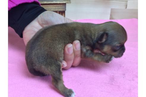 成約済の静岡県のチワワ(ロングコート)-64177の3枚目