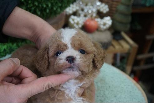 成約済の京都府のミックス犬-64185の1枚目
