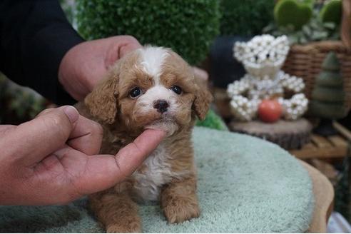 成約済の京都府のミックス犬-64185の3枚目