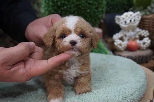 成約済の京都府のミックス犬-64185の2枚目