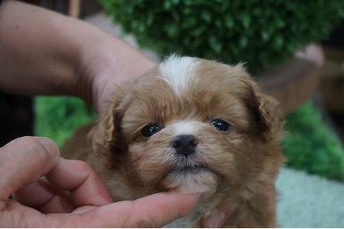 成約済の京都府のミックス犬-64186の1枚目