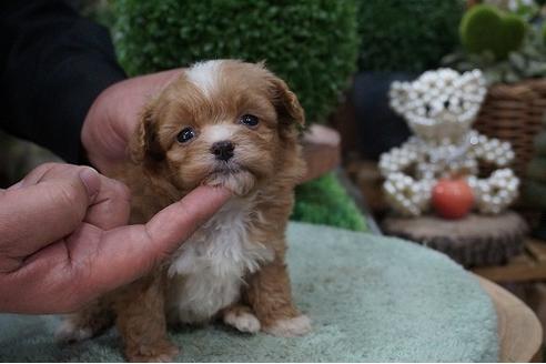 成約済の京都府のミックス犬-64186の3枚目