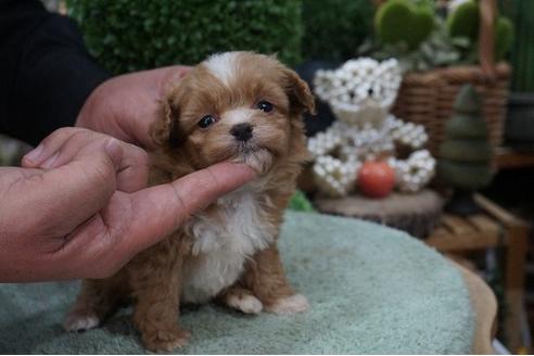 成約済の京都府のミックス犬-64186の2枚目