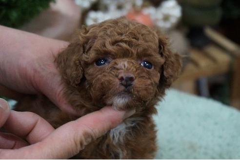 成約済の京都府のタイニープードル-64187の3枚目