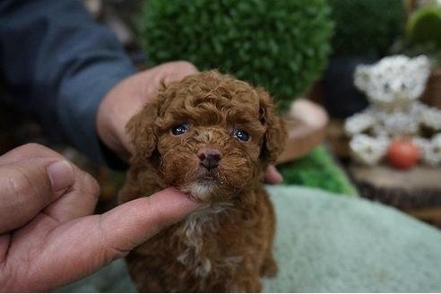 成約済の京都府のタイニープードル-64187の2枚目